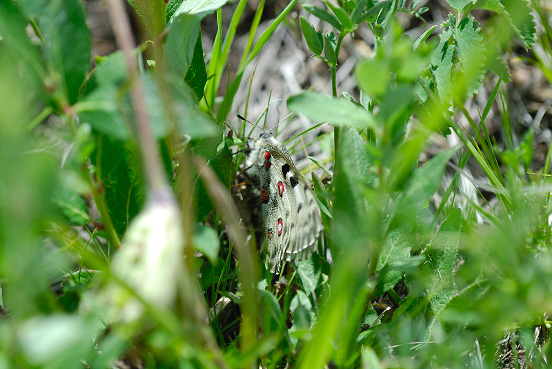 image0234
