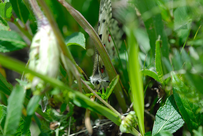 image0235