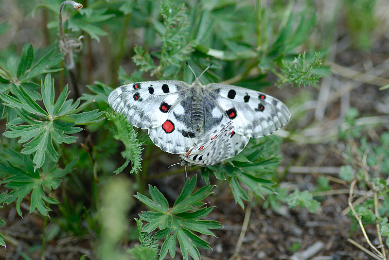 image0238