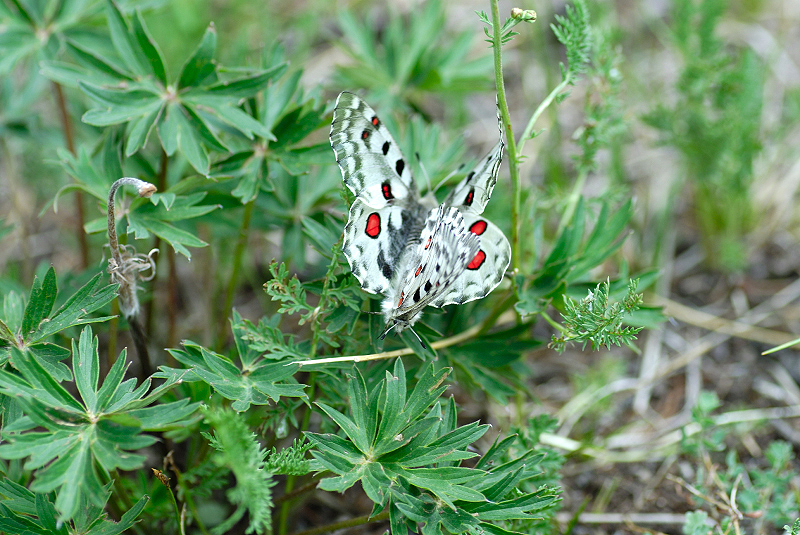 image0239
