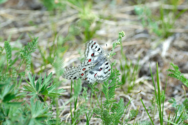 image0240
