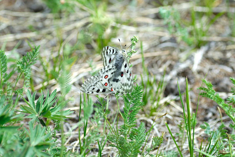 image0241