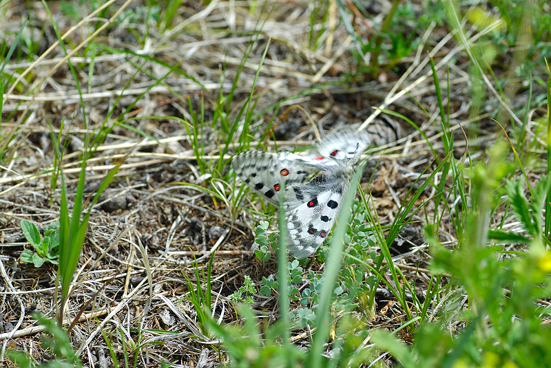 image0242