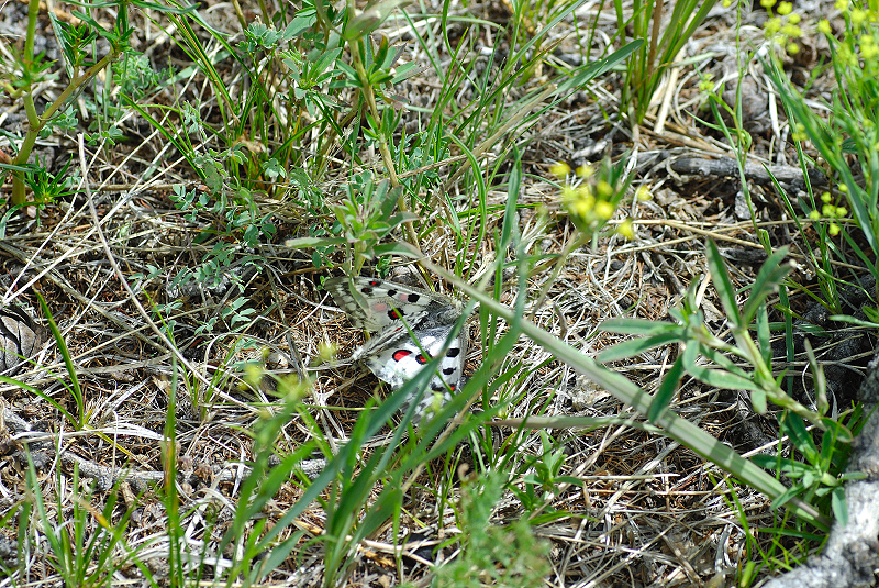 image0243