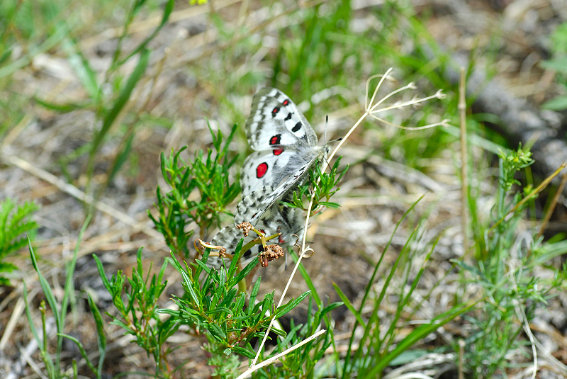 image0245