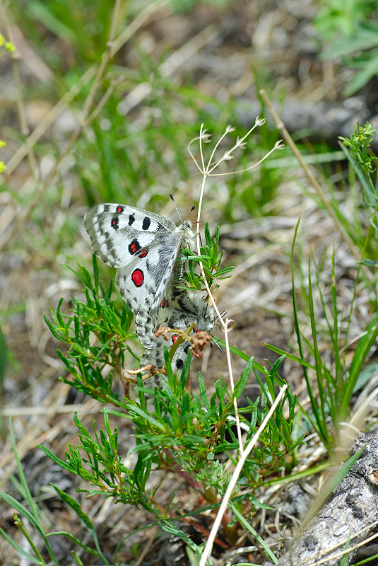 image0246