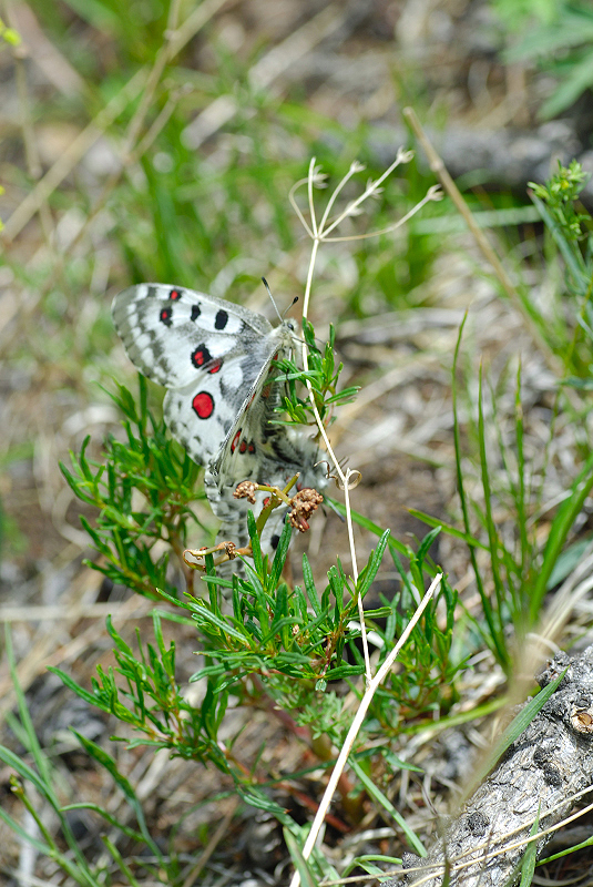 image0247