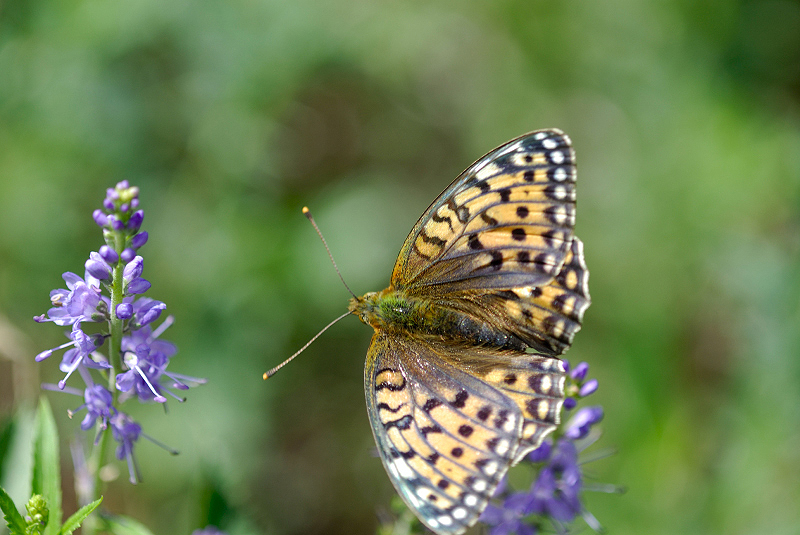 image0254