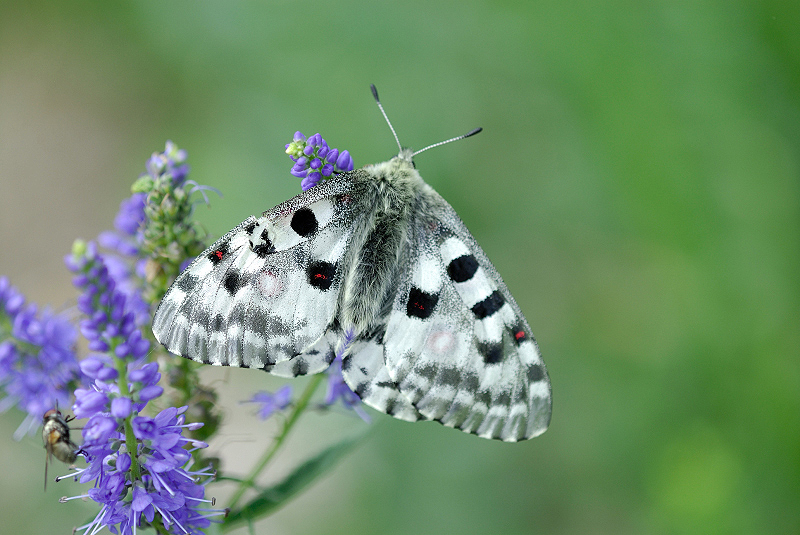 image0260