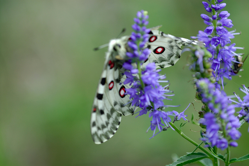 image0261