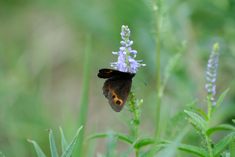 image0262