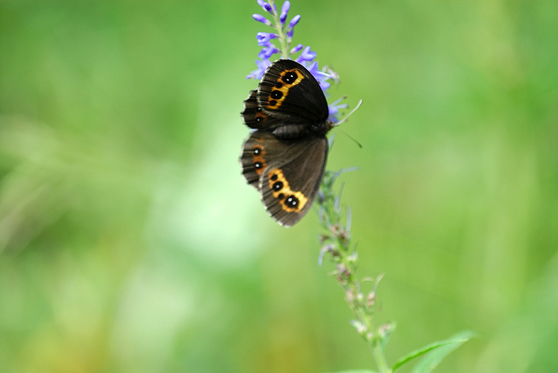 image0264