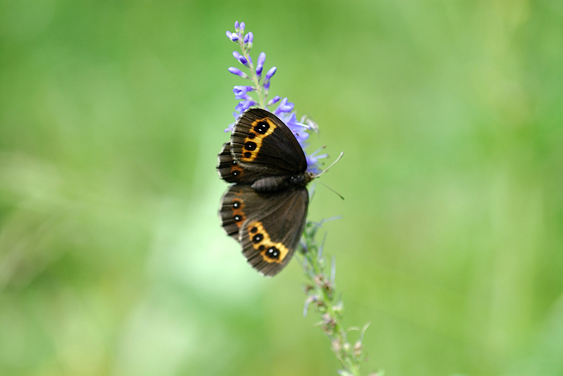 image0265