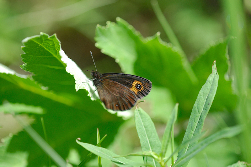 image0267