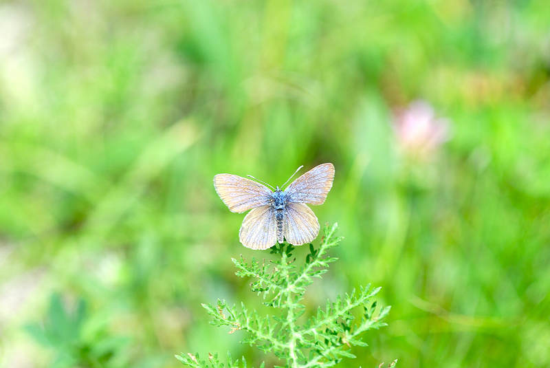 image0270