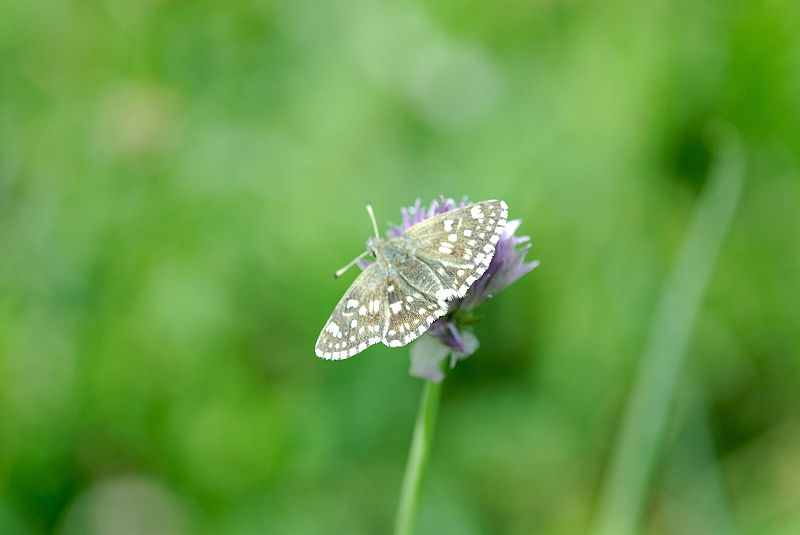 image0274