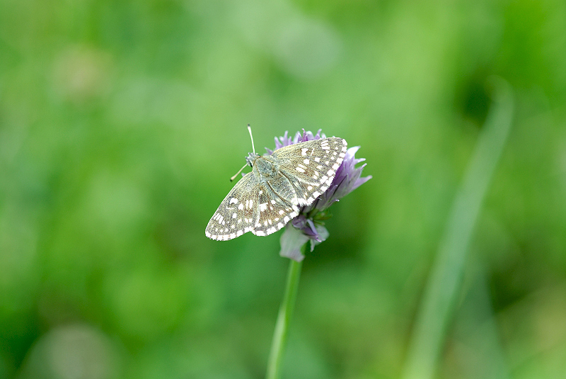 image0275