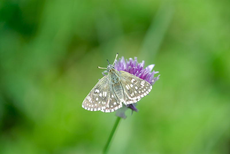 image0276