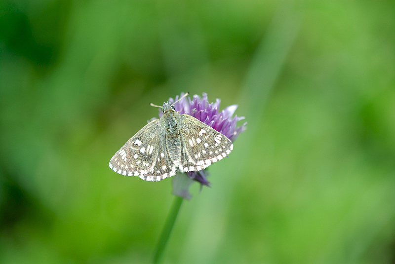 image0277