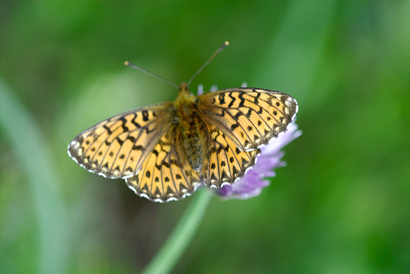 image0278