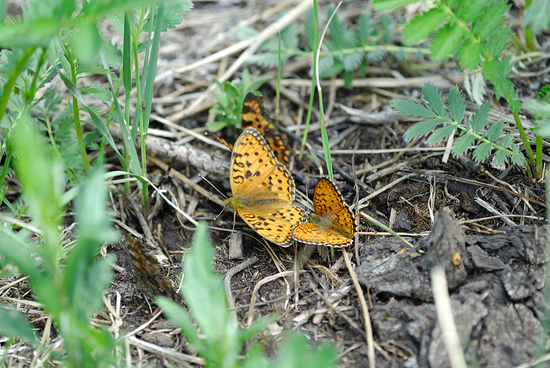 image0279