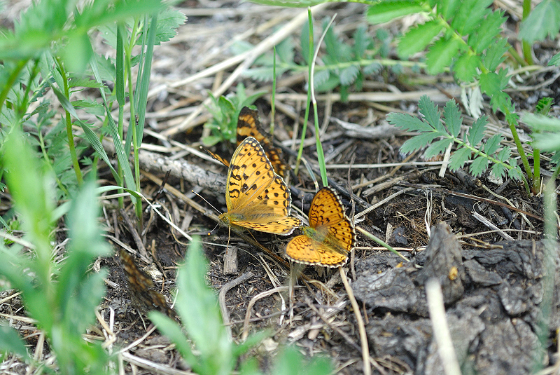 image0280