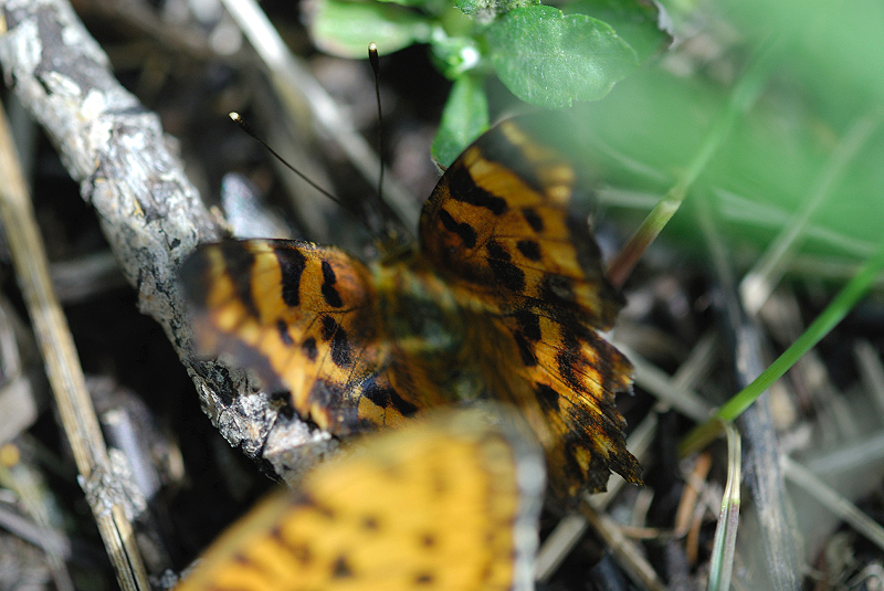 image0283