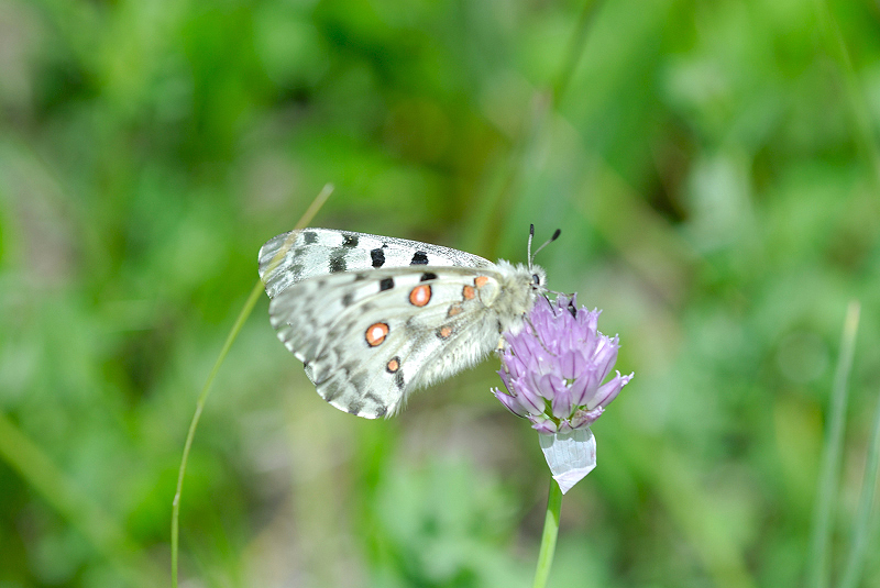 image0286
