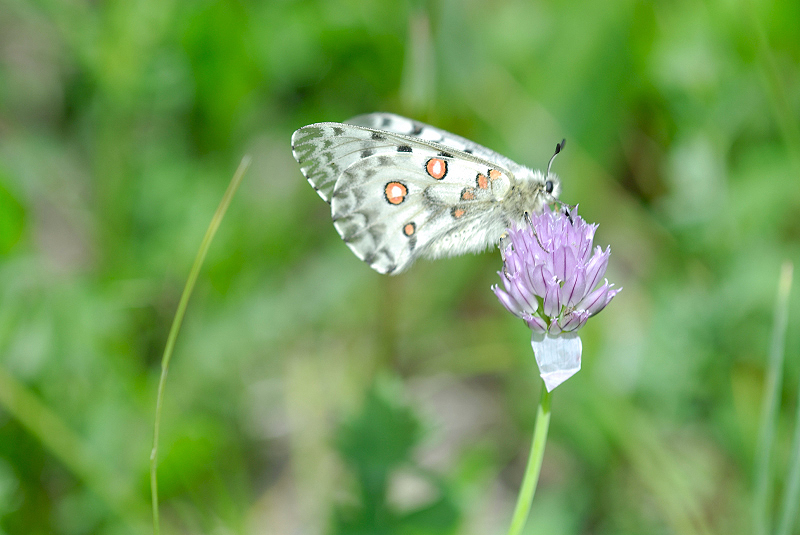 image0287