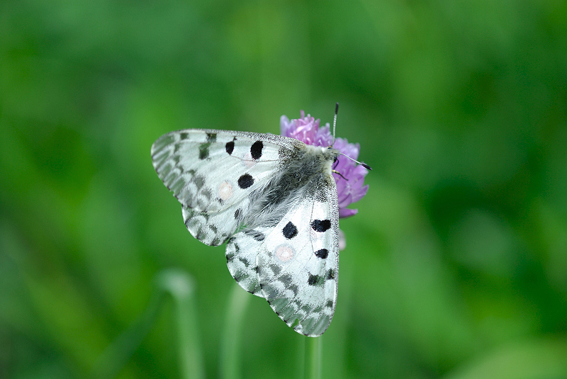 image0288