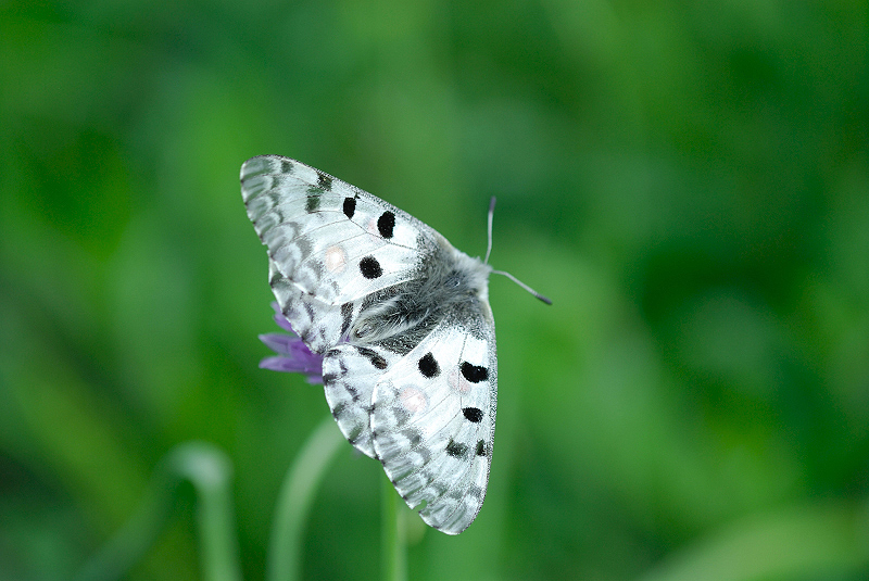 image0290