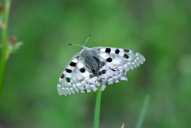image0291