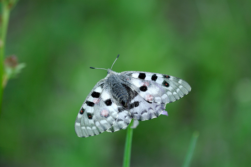 image0293