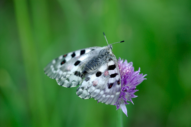 image0294