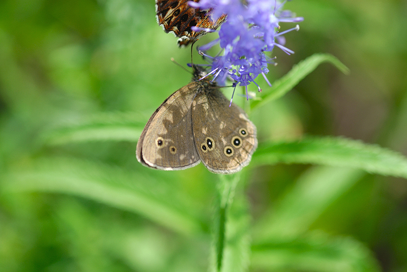 image0307