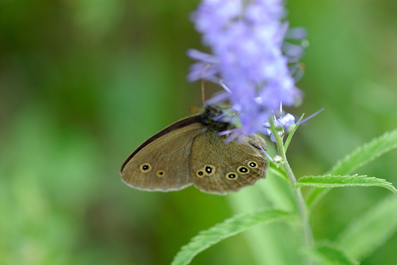 image0308
