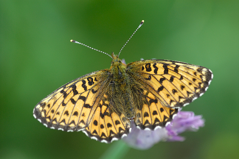 image0311