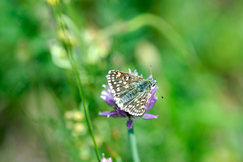 image0334