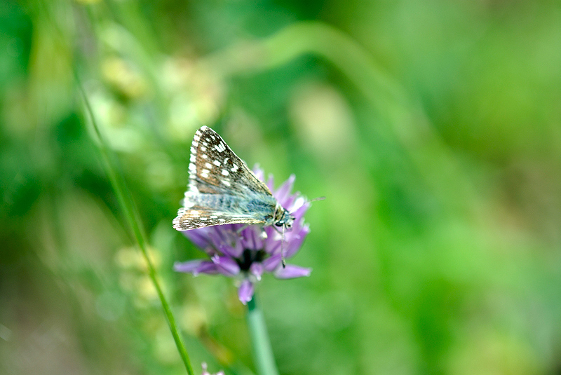 image0335