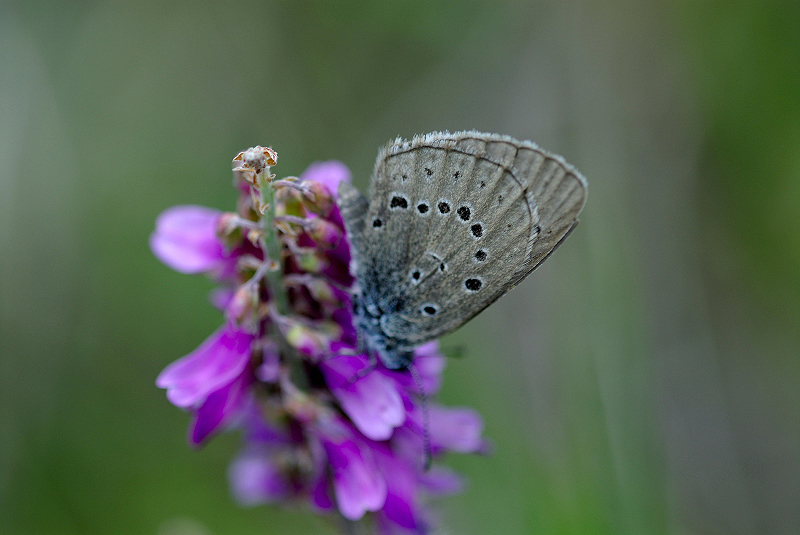 image0336