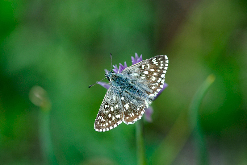 image0337