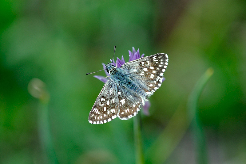 image0338