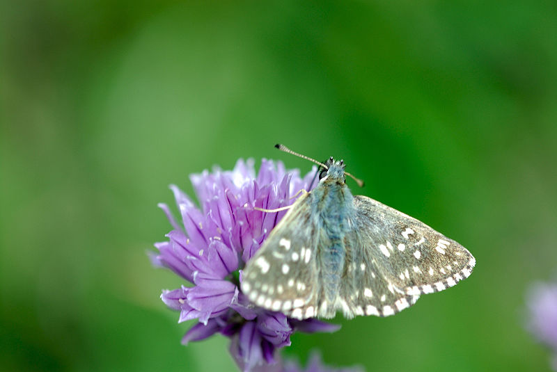 image0339