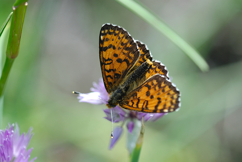 image0340