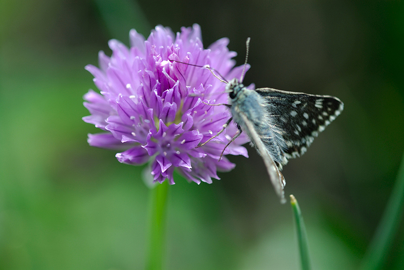 image0342
