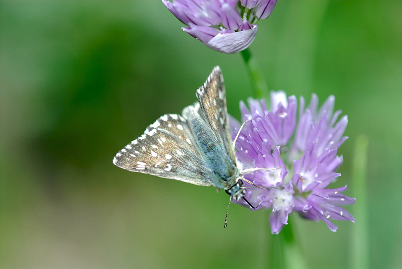image0344