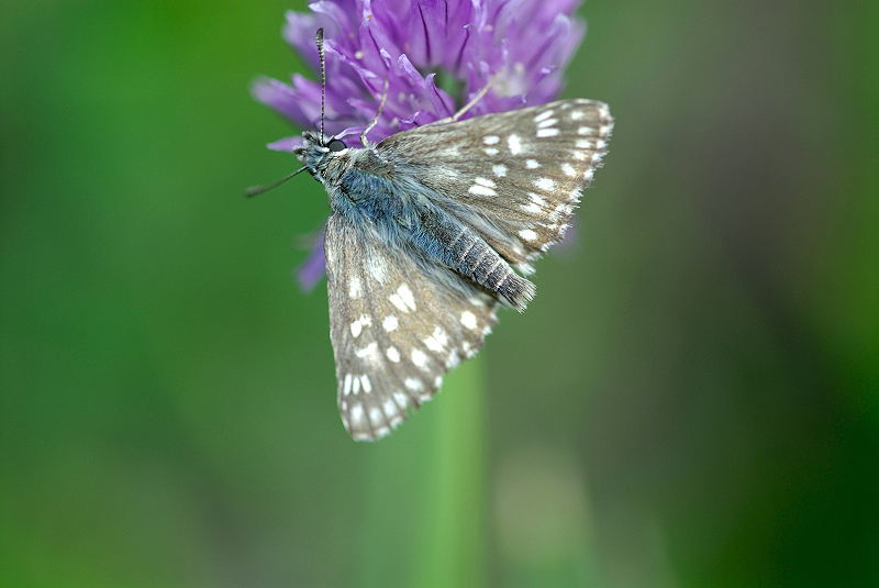 image0347
