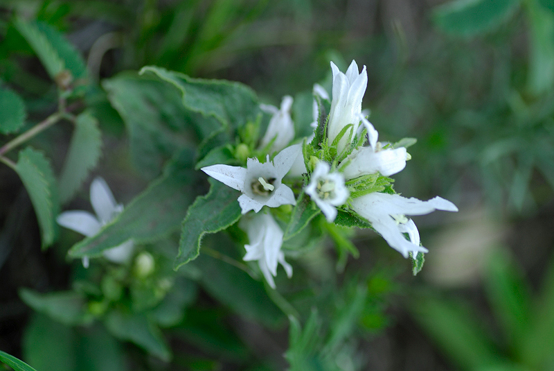 image0349