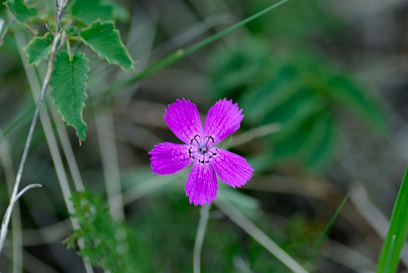 image0350