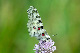 image0131